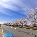 風車街道の桜並木