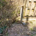 ここから川に下りていけます