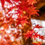 紅葉がきれいに色付いています