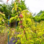 菜園内